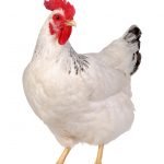 Feeling 'Chicken' About Speaking? Try This....